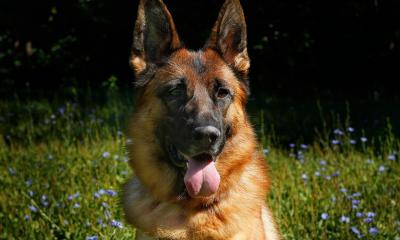 7 zanimivosti o nemških ovčarjih